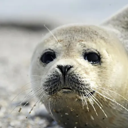 Appartement Strandpalais Pc05